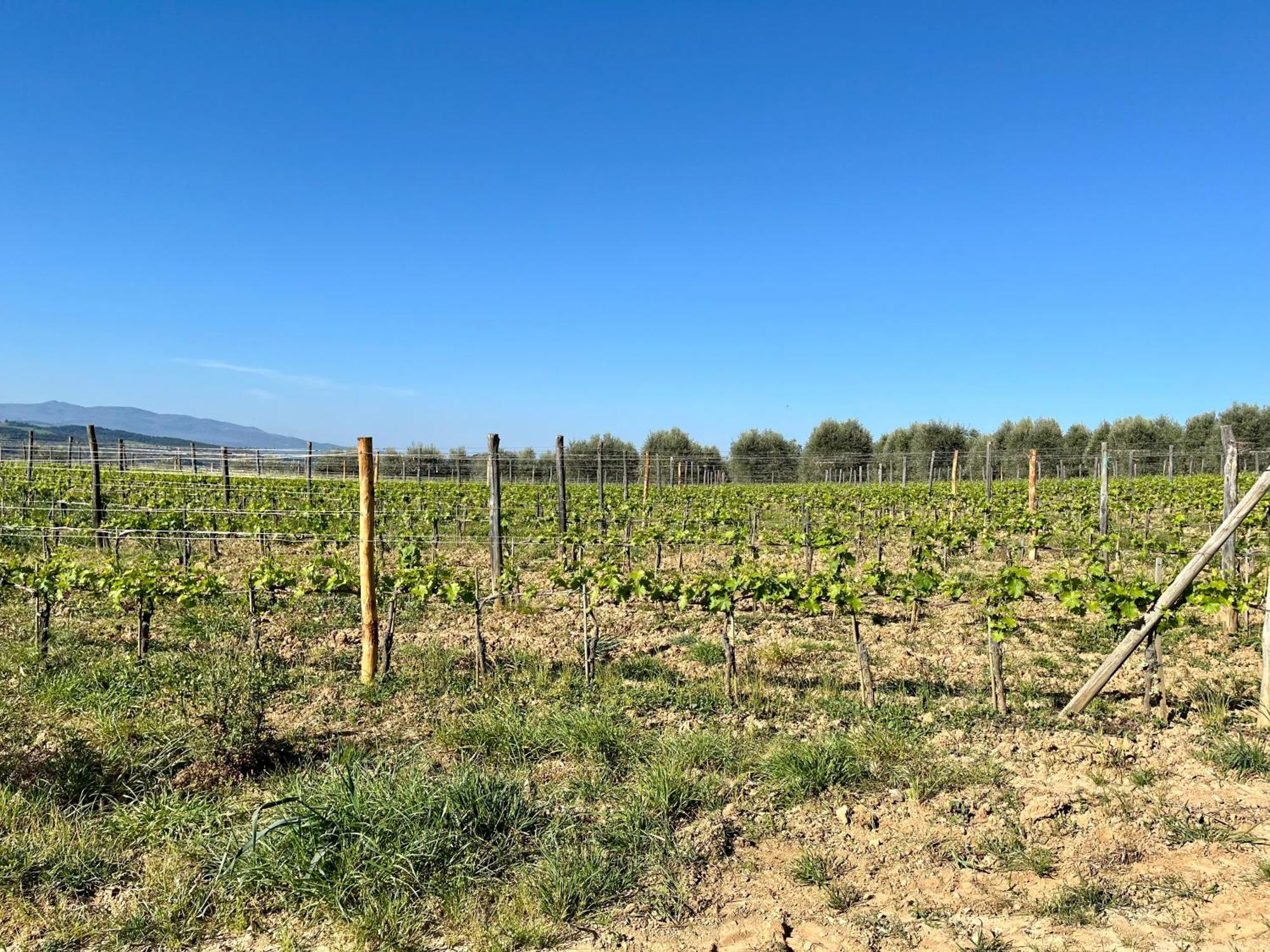 Agriturismo Le Querciole In Val D'Orcia Bagno Vignoni Zewnętrze zdjęcie