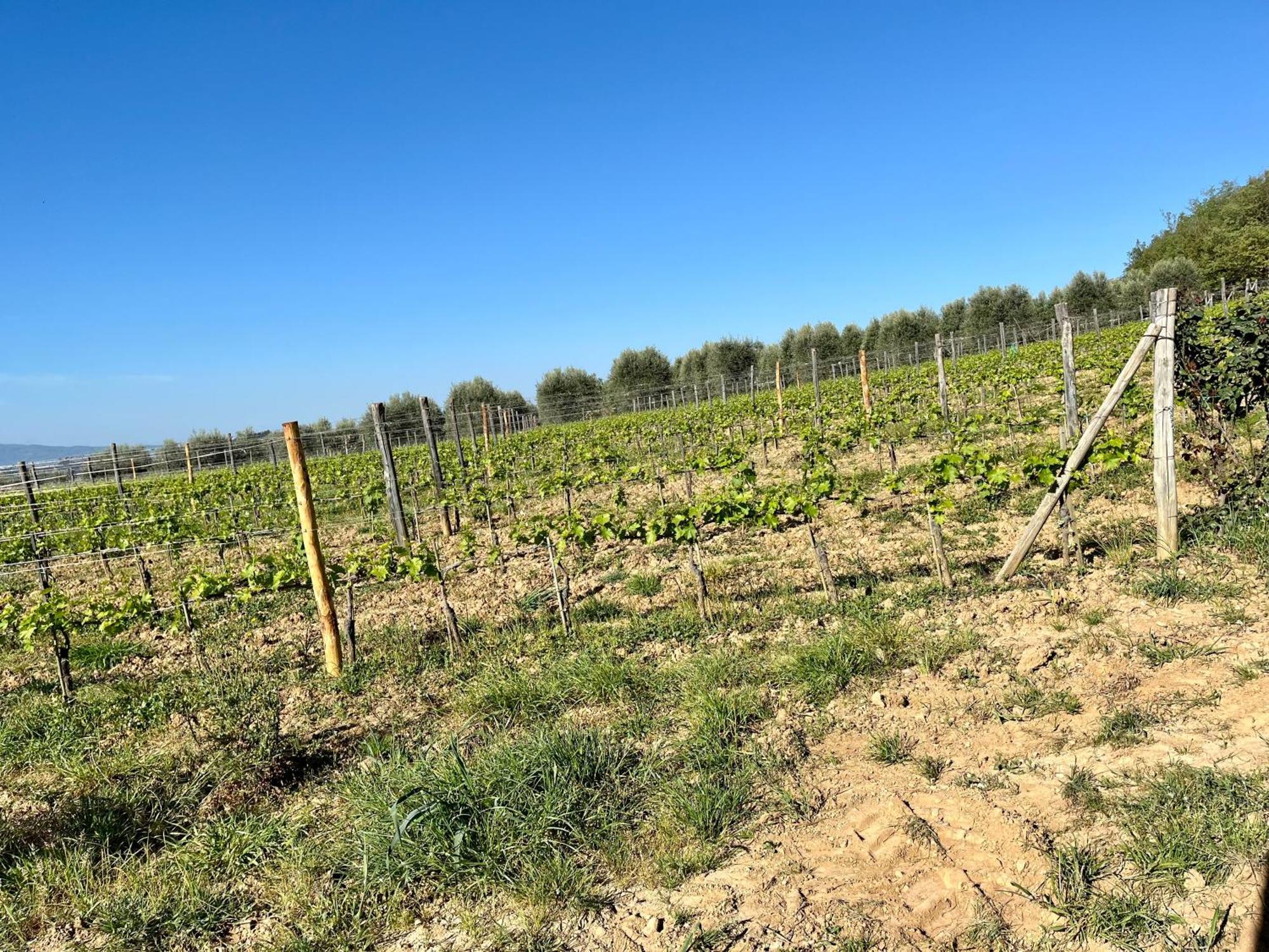 Agriturismo Le Querciole In Val D'Orcia Bagno Vignoni Zewnętrze zdjęcie